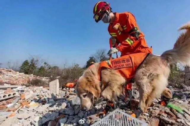 网红"泥身"搜救犬退役被首任训导员收养