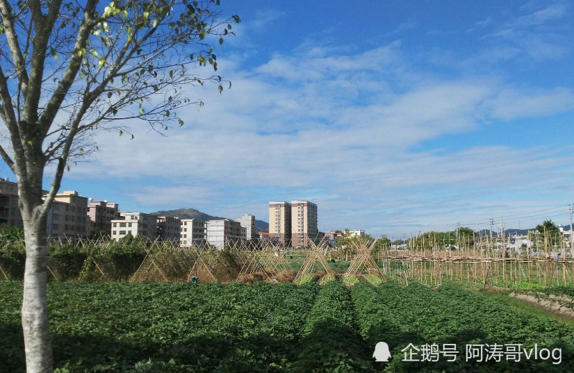 广东各县市姓氏人口_广东外地人口占比