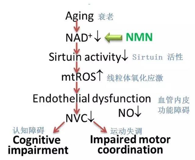 100万人参与实验后，英德科学家发现藏在血液里的“长寿秘密”