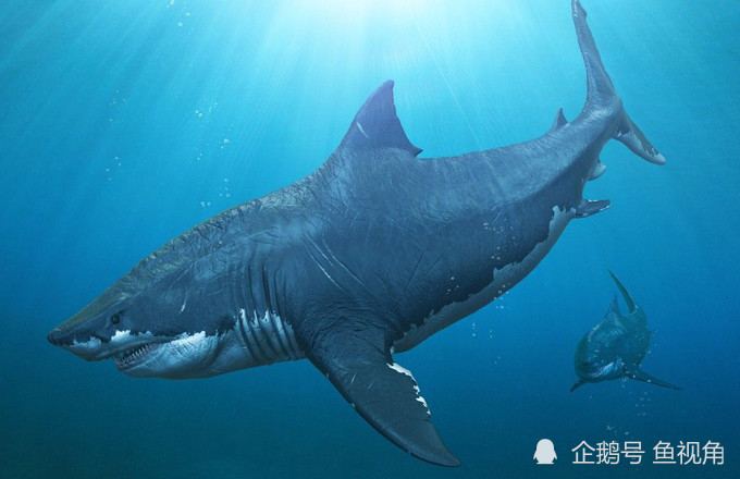 巨齿鲨从未灭绝?咬合力达18万牛的史前霸主,可能躲在海洋最深处!