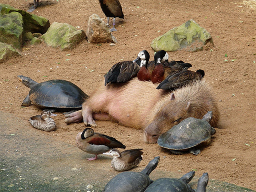 水豚,动物界社交达人,因为自己的粪便,成为小动物的流动小餐车