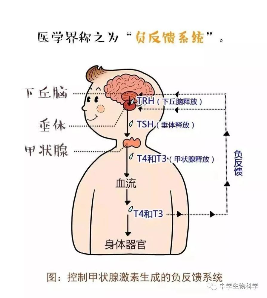 【漫画】原来甲状腺是这样工作的!