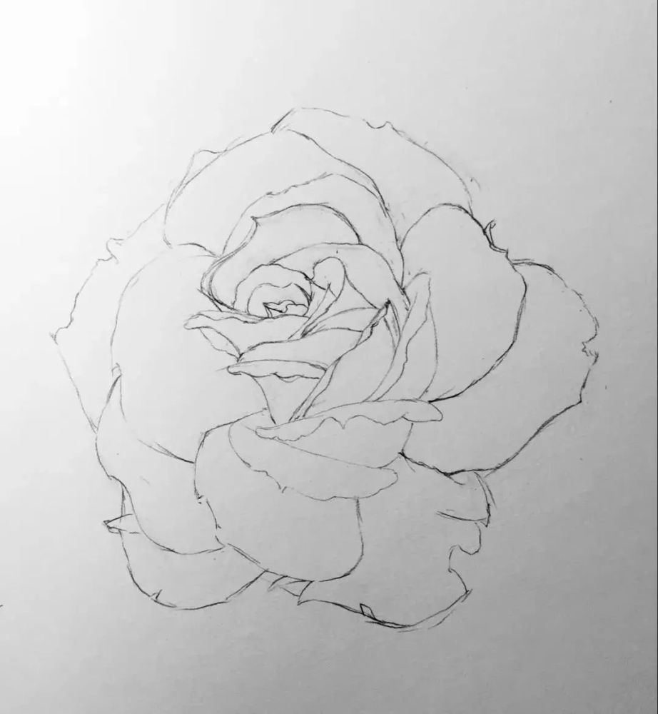 月季花的素描教程,一支铅笔一张纸画出清新娇艳的月季,值得收藏