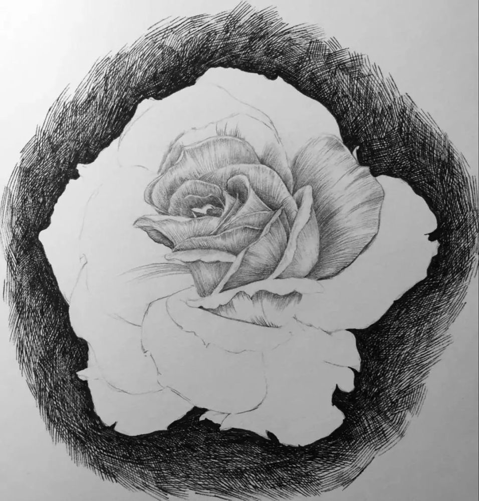 月季花的素描教程,一支铅笔一张纸画出清新娇艳的月季