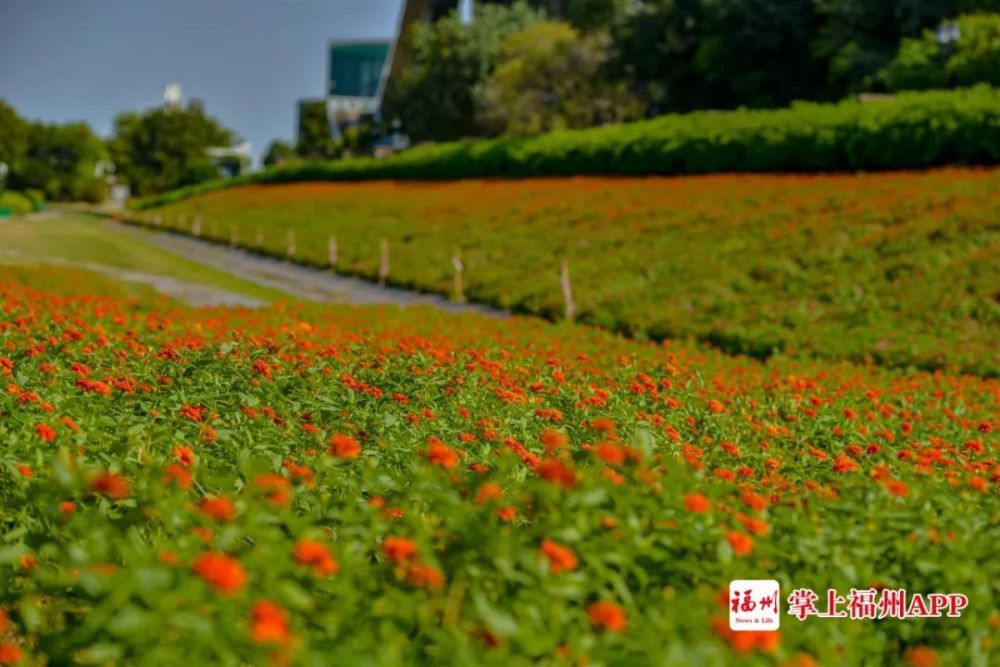 福州花海公园的向日葵.资料图 张旭阳/摄