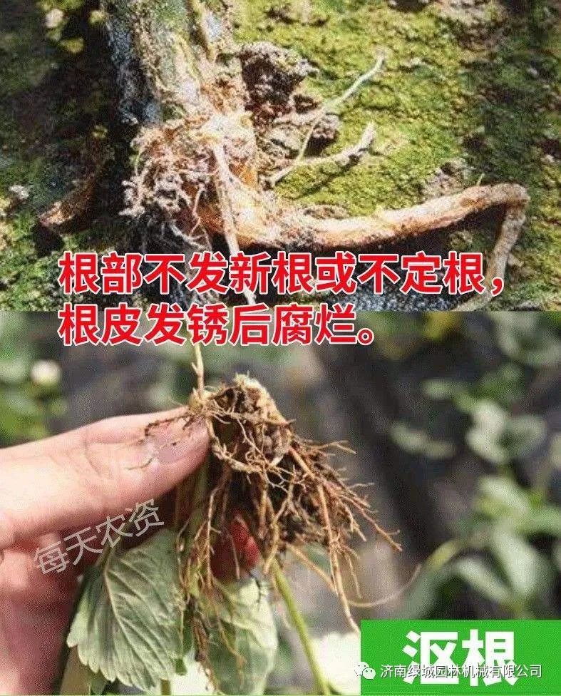 沤根:由于土壤温度低,湿度大等因素导致根部不发新根或不定根,根