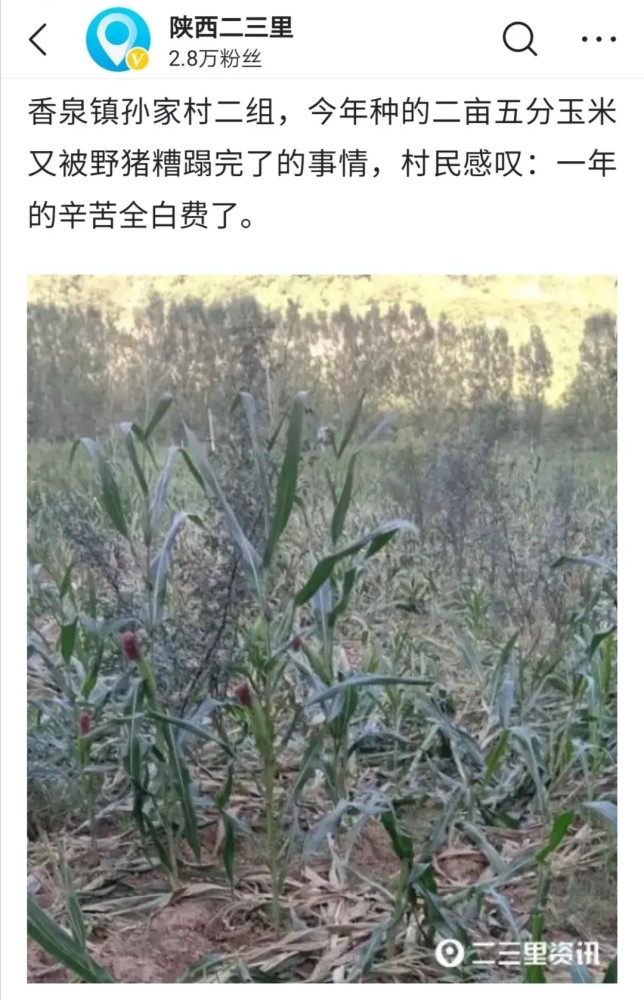 宝鸡香泉村民种的玉米被野猪糟蹋了,太可惜了