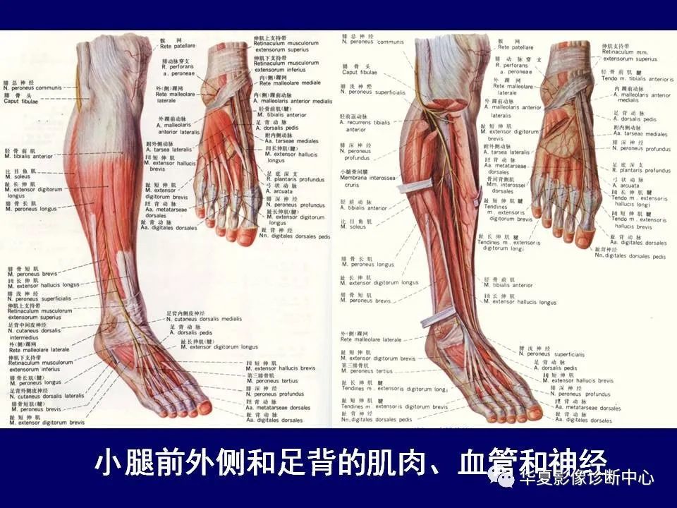最全的下肢mri解剖