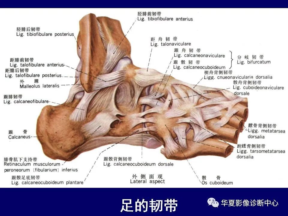 最全的下肢mri 解剖