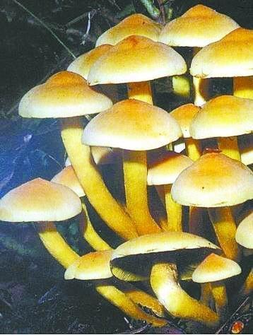 吃蘑菇中毒却能开天眼致幻菇中的世界到底真实存在吗