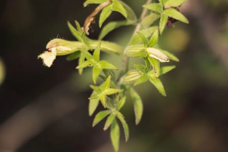 野茼蒿