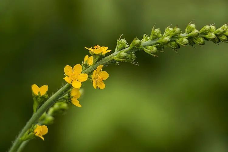 龙芽草(金花公)