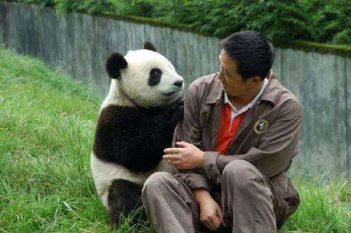 为啥熊猫咬人后会绝食?因为内疚吗?饲养员告诉你原因