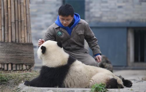 为啥熊猫咬人后会绝食?因为内疚吗?饲养员告诉你原因