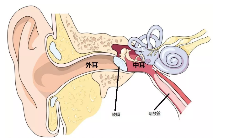耳鼻喉相连,别以为只是鼻炎,有这些症状还需小心中耳炎的发生!