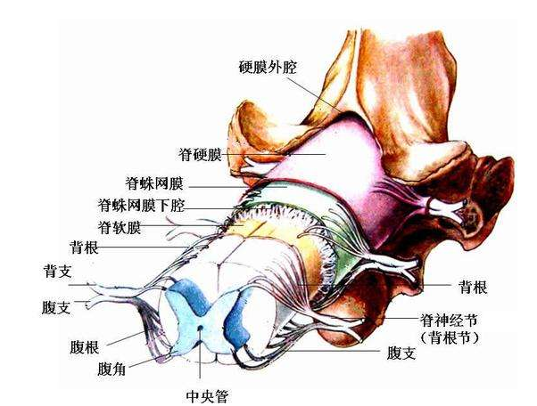 患者症状的出现主因是囊肿压迫马尾神经造成的下肢感觉障碍,大小便