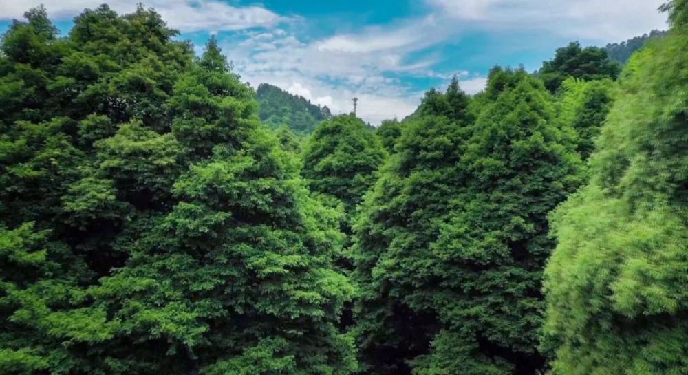 永川"区树""区花"新鲜出炉!