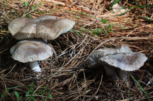 小鳞片棕灰口蘑老后菌盖边缘会开裂棕灰口蘑的污白色菌柄和白色菌褶外