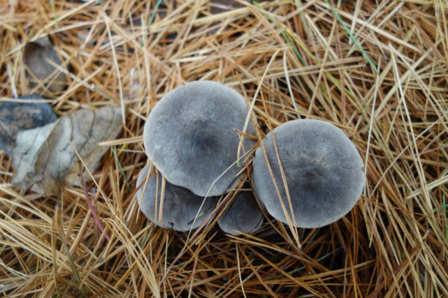 多灰褐色或灰褐色棕灰口蘑菌盖上具暗灰褐色纤毛状小鳞片棕灰口蘑老后