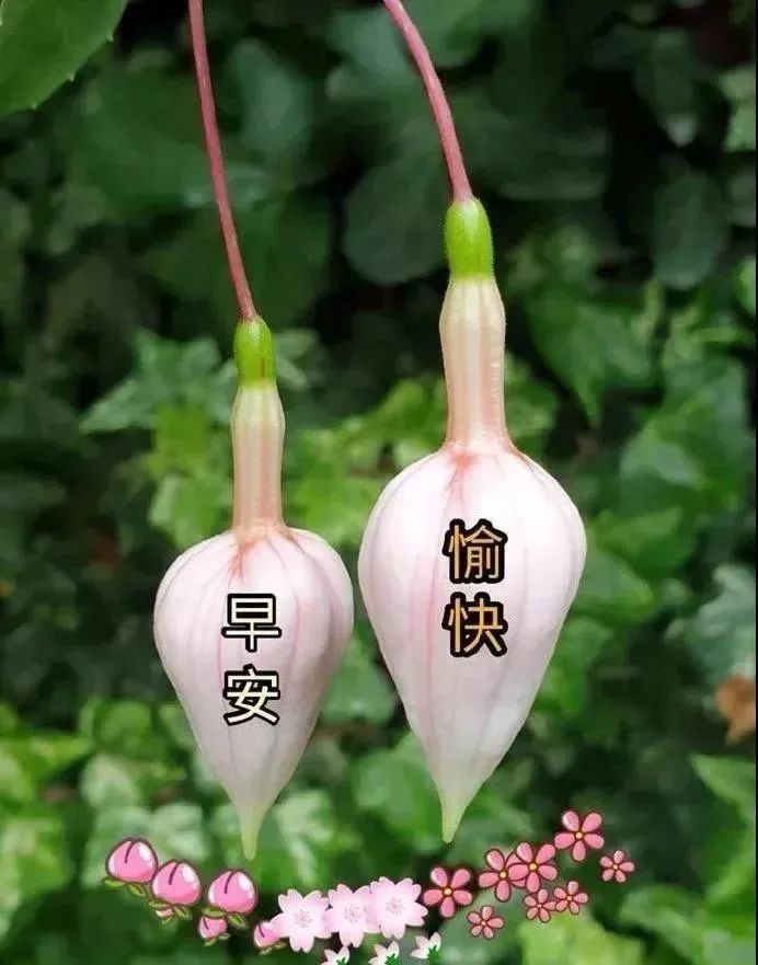 8月25日情人节最漂亮的早上好祝福语图片温馨 清晨群发短语暧心问候动