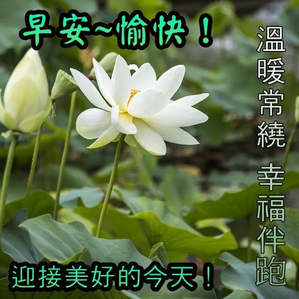 早上好问候语温馨 早晨问候语带图片