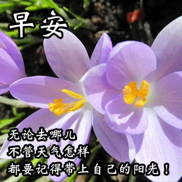 早上好问候语温馨 早晨问候语带图片