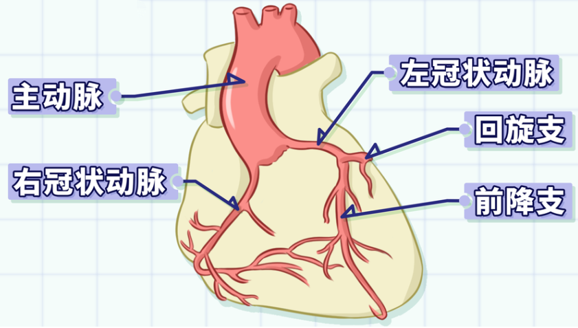 左冠状动脉又分成前降支,回旋支,为心脏左室大部分心肌供应血液.