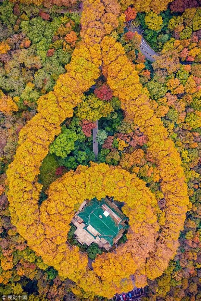 从空中看下去,美龄宫像一串绿宝石的钻石项链,梧桐树为丝带,美龄宫为