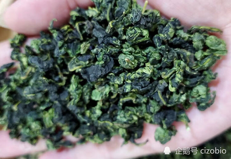 铁观音茶的鉴别:这三点都会影响茶叶品质