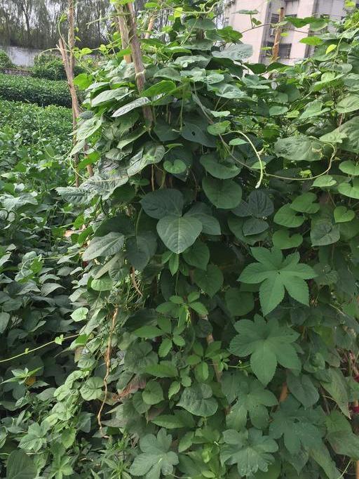 你吃过紫葛叶吗?它是南方地区一种稀特蔬菜,清淡爽口,鲜嫩软滑