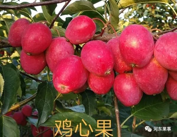 鸡心果,靠新技术加持,好品种