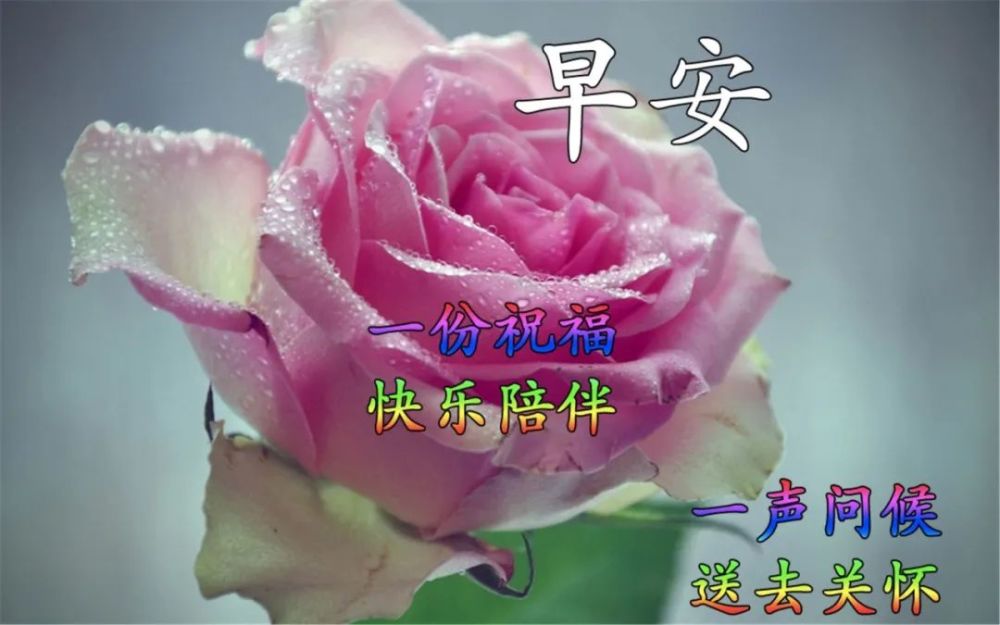 夏天最美鲜花早上好问候语温馨短句 早上好鲜花祝福优美短句