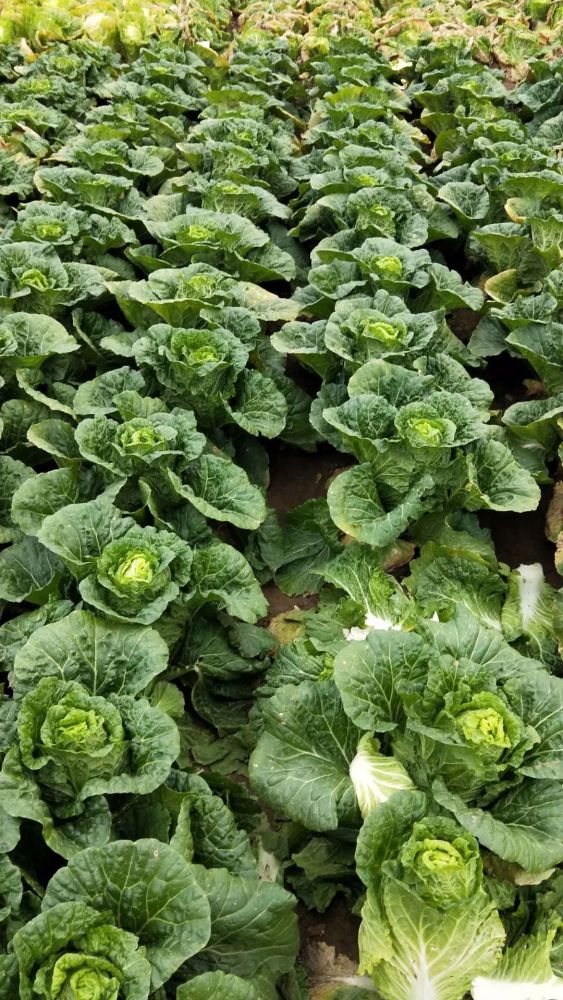 全国近3250万亩秋茬大白菜你家种上了吗附4个畅销品种