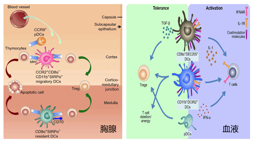 免疫系统的指挥家——dc细胞
