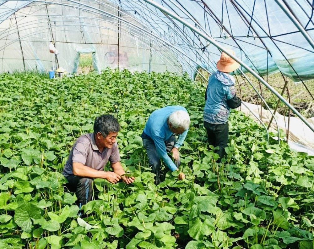 延边脱贫人口_延边野生动物燕子(2)