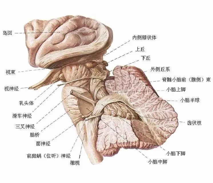 小脑脚及外侧丘系视束及视辐射延髓横切面(经内侧丘系交叉)锥体外系