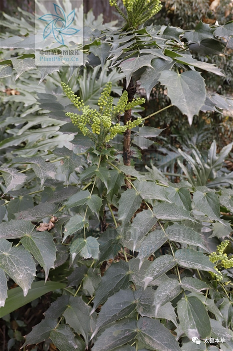 十大功劳,见过吗?叶补肺气;根茎清热解毒