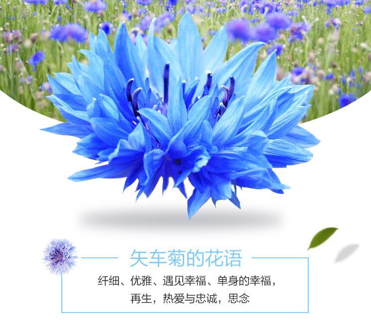 喜欢矢车菊花,掌握这些知识点,花色繁多娇艳欲滴,美极了!