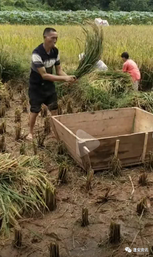 小时候到现在看到最多的是这种.