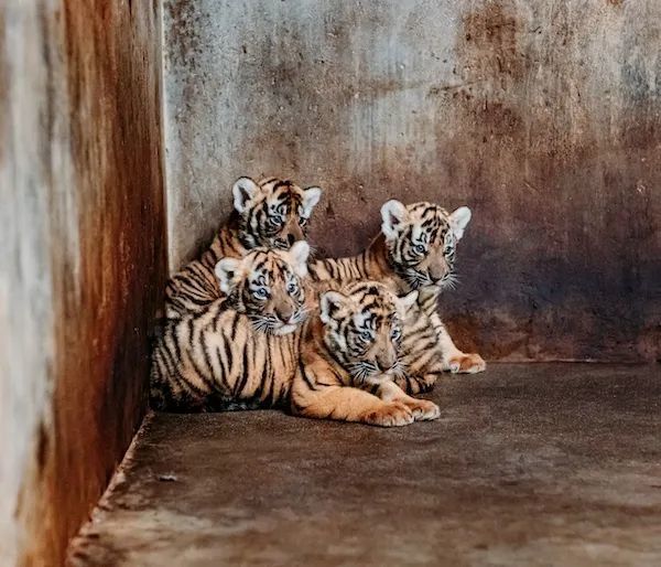 上海动物园将在官微平台及抖音平台为新生4只虎宝宝征名