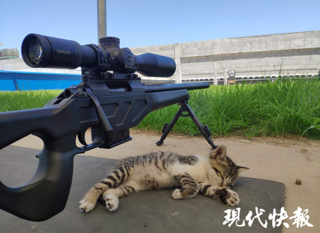 萌化了!两只小猫陪伴特警小哥哥训练