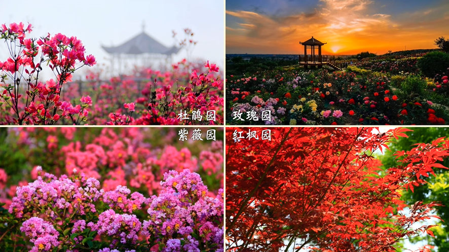 马山公园共打造了四个美丽的园区 —— 杜鹃园,玫瑰园,紫薇园,红枫园