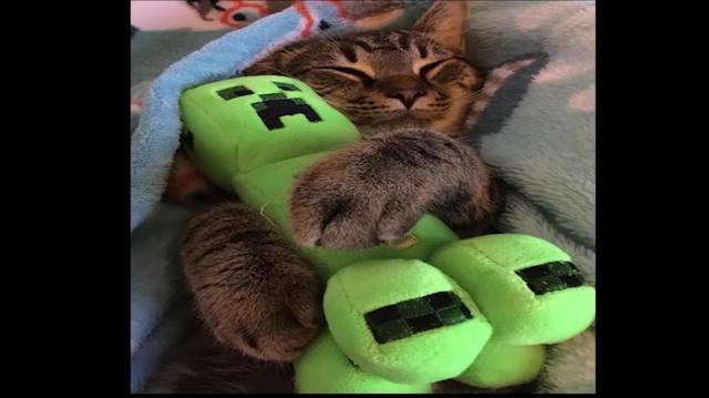 我的世界:现实猫害怕苦力怕吗?七张无比真实梗图,都看懂是老mc