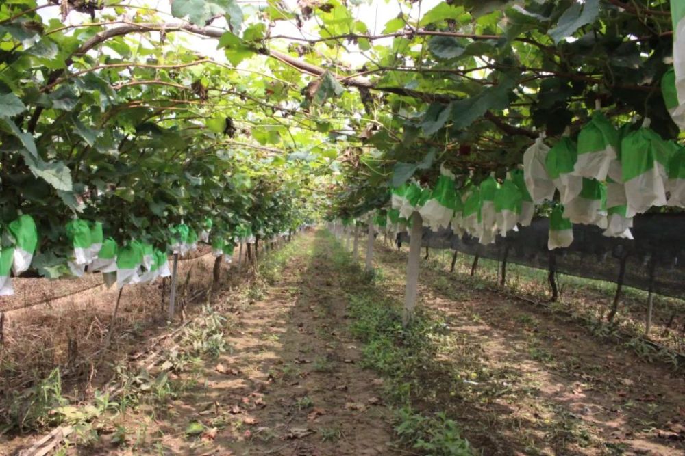 葡萄种植以阳光玫瑰占比最大,有600多亩.