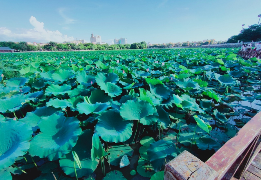 【亳州夏日回忆图鉴】夏天夏天悄悄过去,属于你的亳州记忆在哪里?