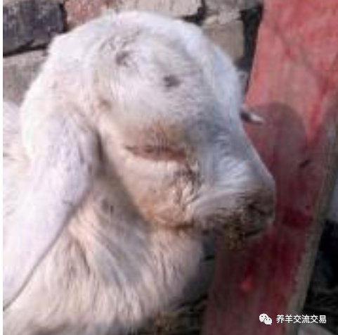 羊感冒有三种类型!先判断,再用药