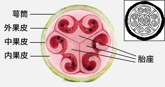 西瓜是怎么变甜的?