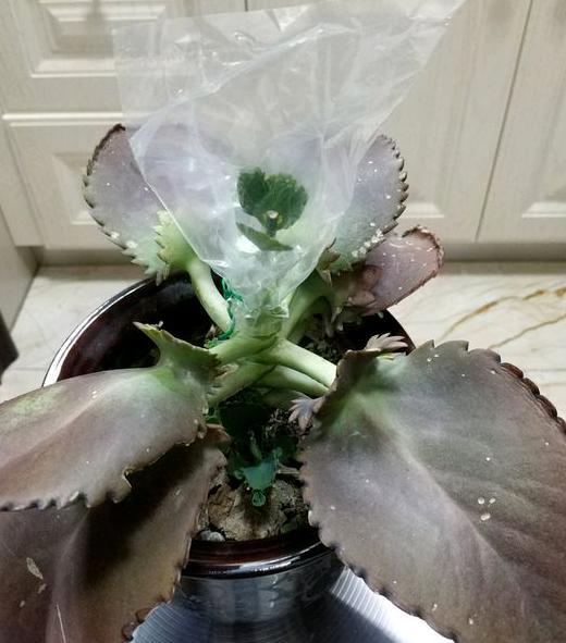 它是植物不死鸟落地生根按照3要求嫁接长寿花可花开爆盆