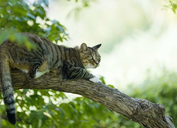 扬长避短,猫上树就显几分虎气