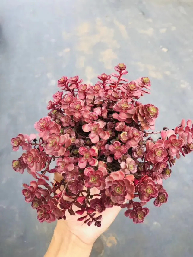 一种好看也好养的多肉植物―小球玫瑰,做好6点,叶片
